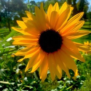 Meet your Posher, AZ Diva